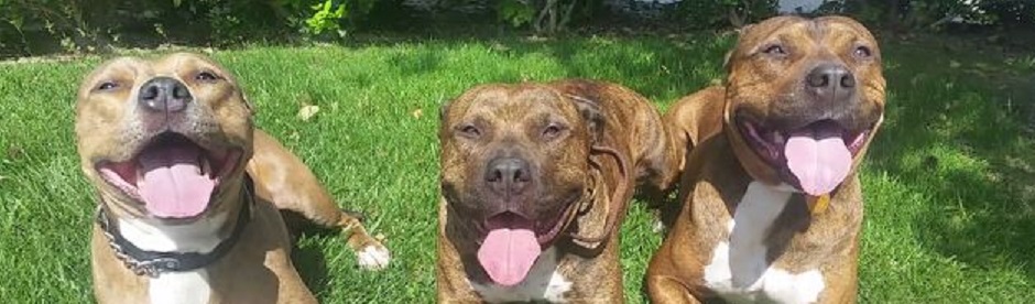 Tail Of Success Dog Training Bakersfield